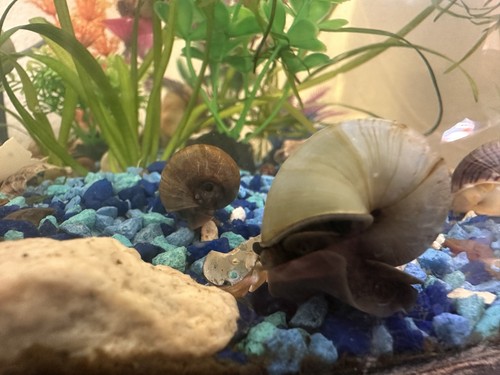 Blue mystery snails - -,