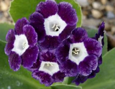 Primula Auricula Blue Velvet 1