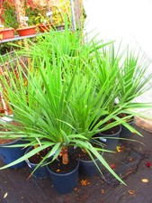 40inch  (inc. pot)  Torbay