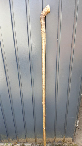 Hazel walking stick shank - hazel,