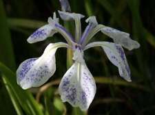 Iris Laevigata  'Mottled Blue'