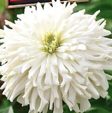 35 x ZINNIA ‘ Bellissimo’