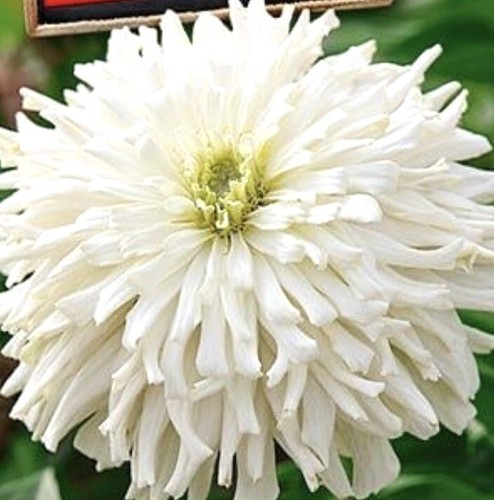 Zinnia bellissimo - x,
