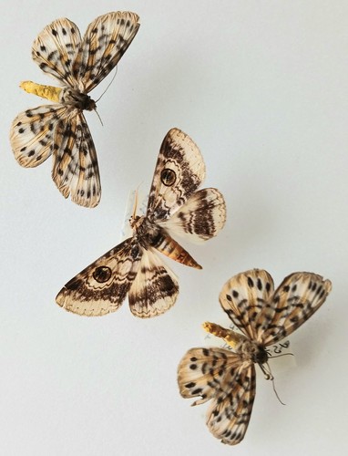 Moth collection set - x3, a2/a-