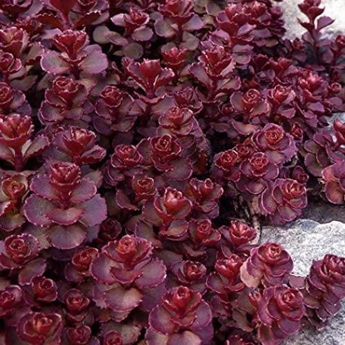 Sedum spurium voodoo - , voodoo™