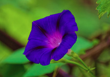 Ipomoea grandpa Ott 6 Plug