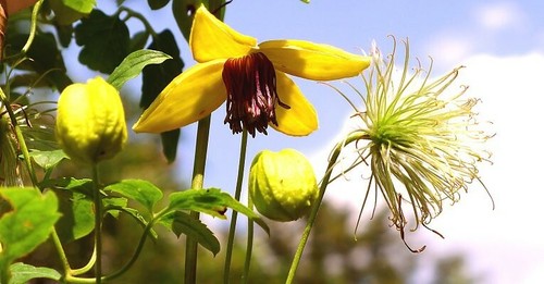Clematis orientalis seeds - clematis, 20