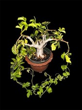 Rare Cyphostemma Cirrhosum