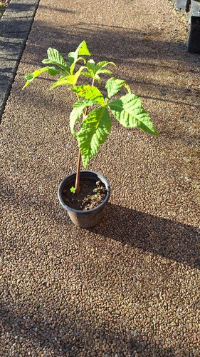 Horse chestnut sapling - , sapling.