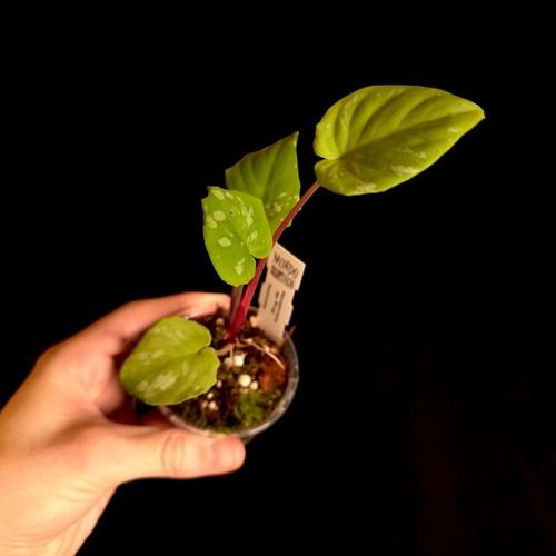 Homalomena frog - homalomena,