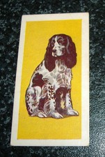 ABC Cinemas - Dogs No9 - Welsh