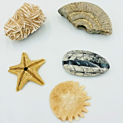 Fossils prehistoric bundle - fossils,