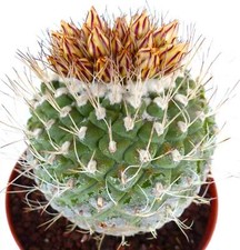 Strombocactus disciformis
