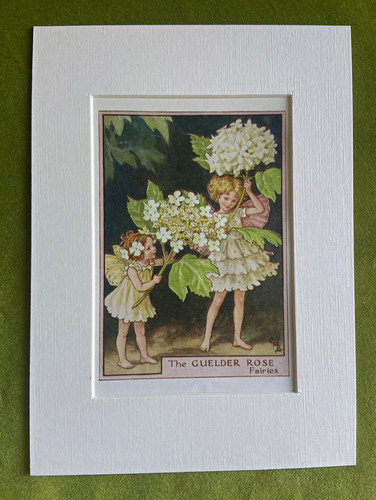 Guelder rose flower - ‘guelder,