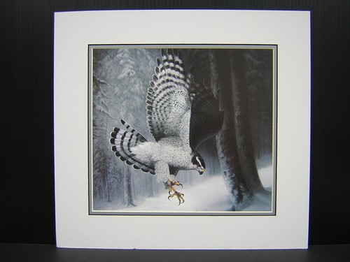 Charles frace northern - northern, goshawk