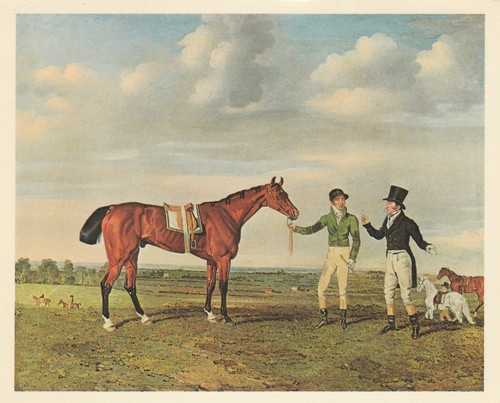Zinganee horse racing postcard - horse,