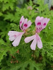 Pelargonium Quercifolium, BRITISH GROWN - ideal plants for Christmas