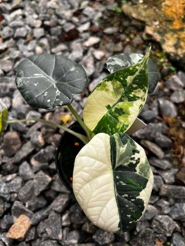 Alocasia maharani albo