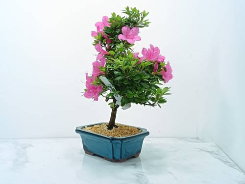 Satsuki azalea s trunk - s,