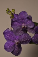 Pachara Delight, Vanda Orchid