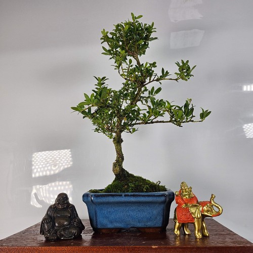 Japanese holly - holly, crenata)