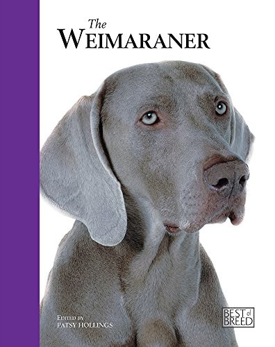 Weimaraner best breed by - weimaraner,