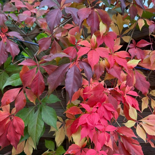 Virginia creeper tall - tall,