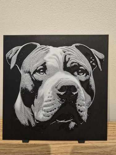 Staffordshire bull terrier - bull,