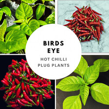 3 x Birds Eye - Chilli Plug