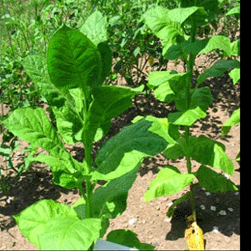 Turkish samsun tobacco seeds - turkish,