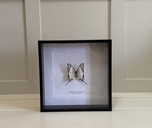 Framed butterfly box - framed,