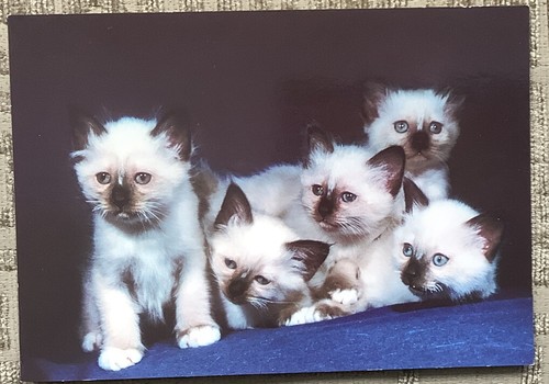 Cute kittens kitten vintage - kitten,