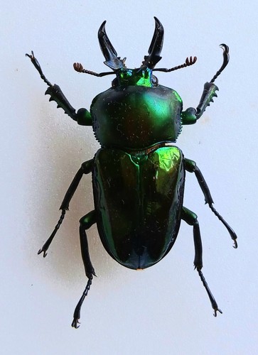 Phalacrognathus muelleri - phalacrognathus,