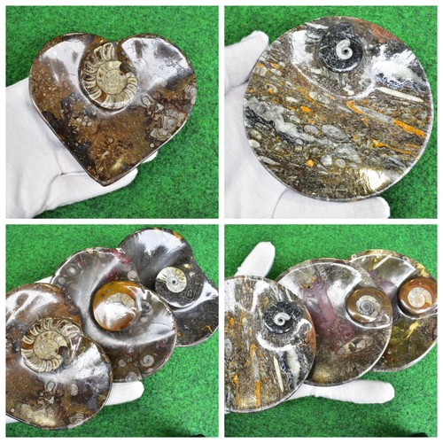 Orthoceras fossil plate - fossil, aa++