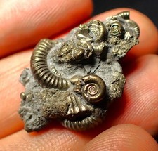 Full pyrite multi-ammonite fossil (32 mm) Jurassic Coast Fossils minerals rock