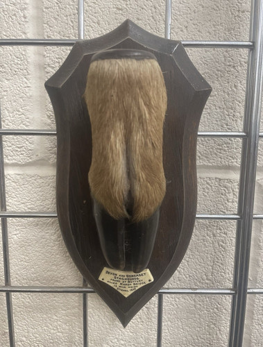 Rowland ward taxidermy - ward, stag