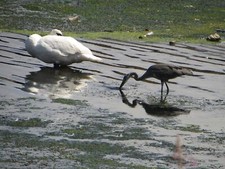 Photo 6x4 Swan and Heron in