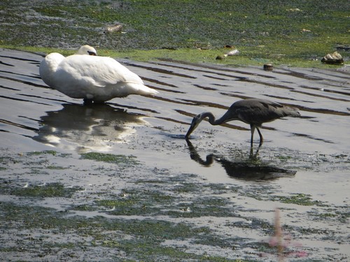 Photo 6x4 swan and - 6x4,