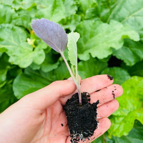 Cabbage golden acre organic - acre, 4