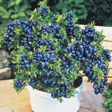 2 x Blueberry Plants  'Top Hat' - Vaccinium Bushes in 9cm Pots - High Yielding