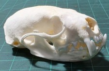 Mink skull - taxidermy