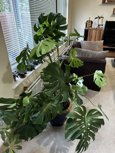 Monstera deliciosa swiss - -, “swiss