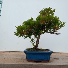 Azalea Bonsai Tree in 18cm ceramic Pot
