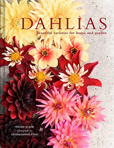 Dahlias beautiful varieties - dahlias:,