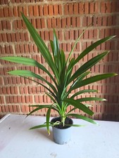 Pandan live plant in 11cm pots