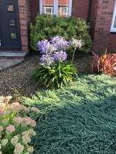 Agapanthus, 3 seedling plants in 3 inch pots, Blue flowers 3 plants for £8.50