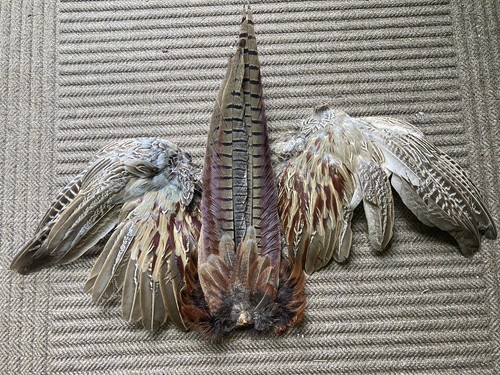 Rooster ringneck pheasant - rooster,