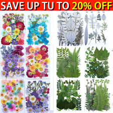 Nature Dried Pressed Flowers