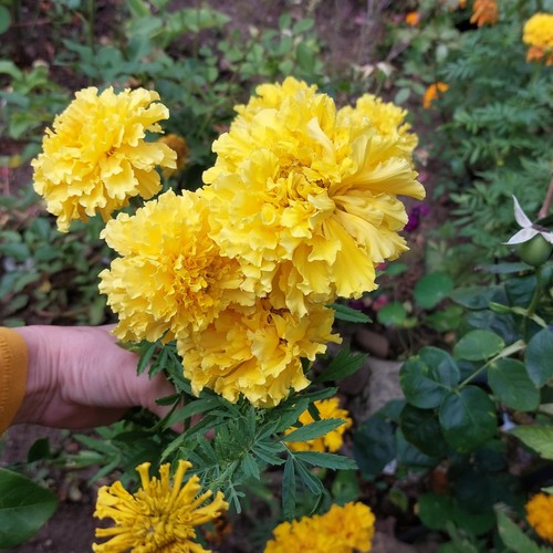 350x african marigold mary - 350x,