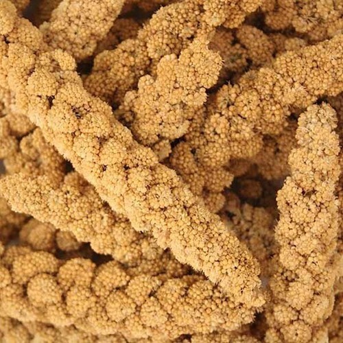 Premium yellow millet spray - millet,